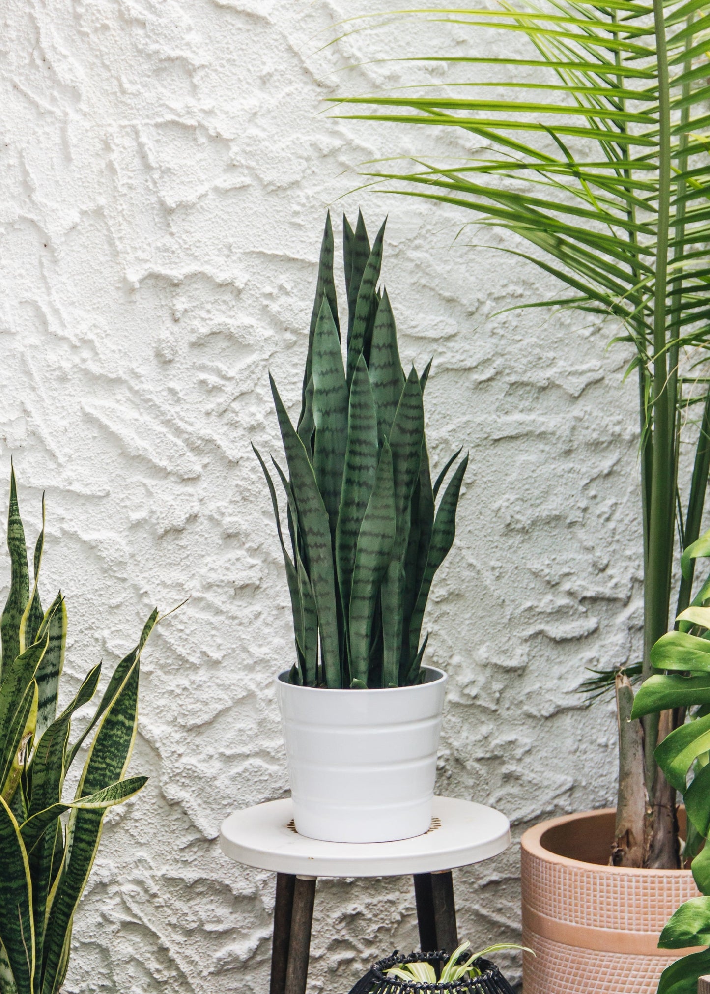 UV Treated Outdoor Fake Potted Snake Plant - 35"